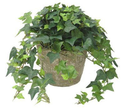 گیاه پاپیتال یک گیاه مناسب برای گرین وال